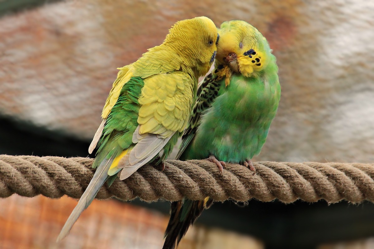 Parakeet mite clearance treatment