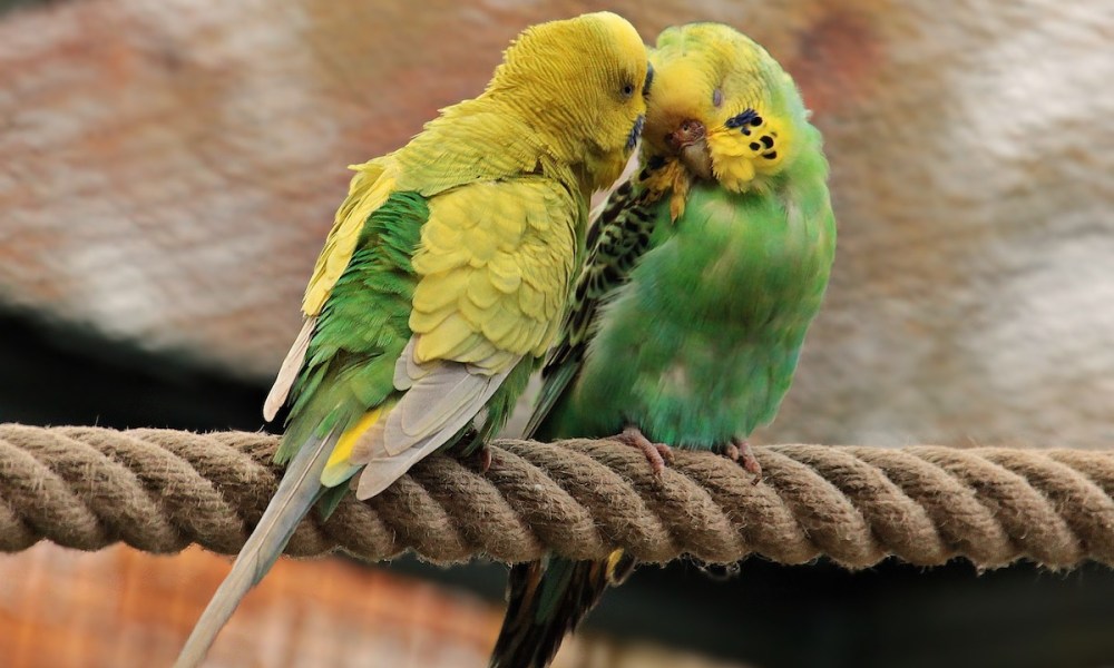 Parakeets preen each other on a perch