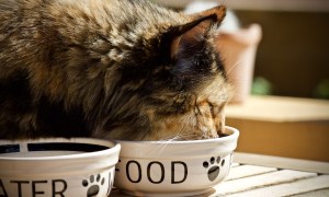 A cat eating out of a food dish