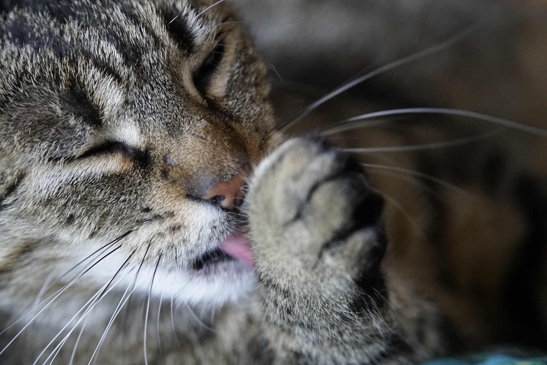 Cat over best sale grooming paws