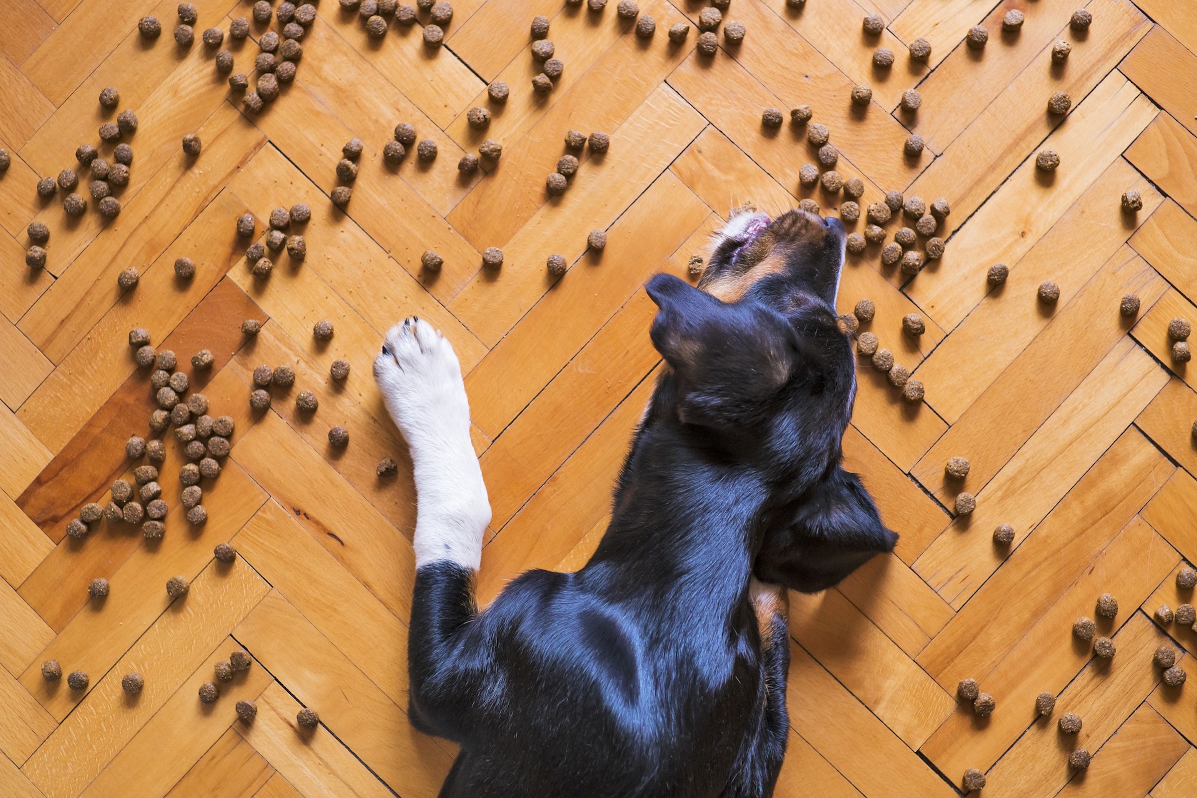 a dog eats kibble spread across a wooden floor