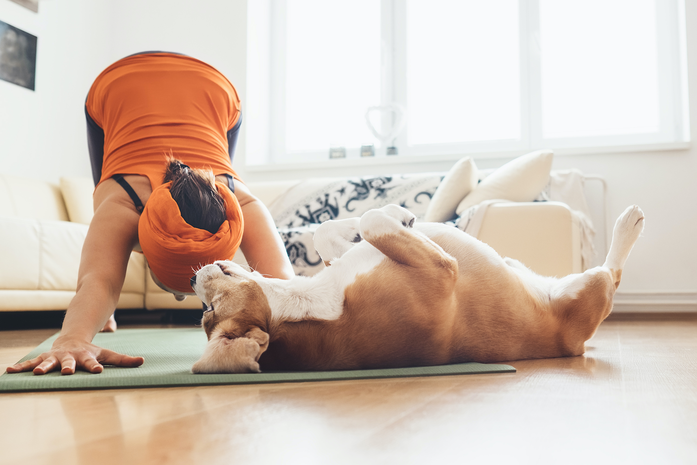 Downward Dog – A Life's Work - Intouch Yoga Byron Bay