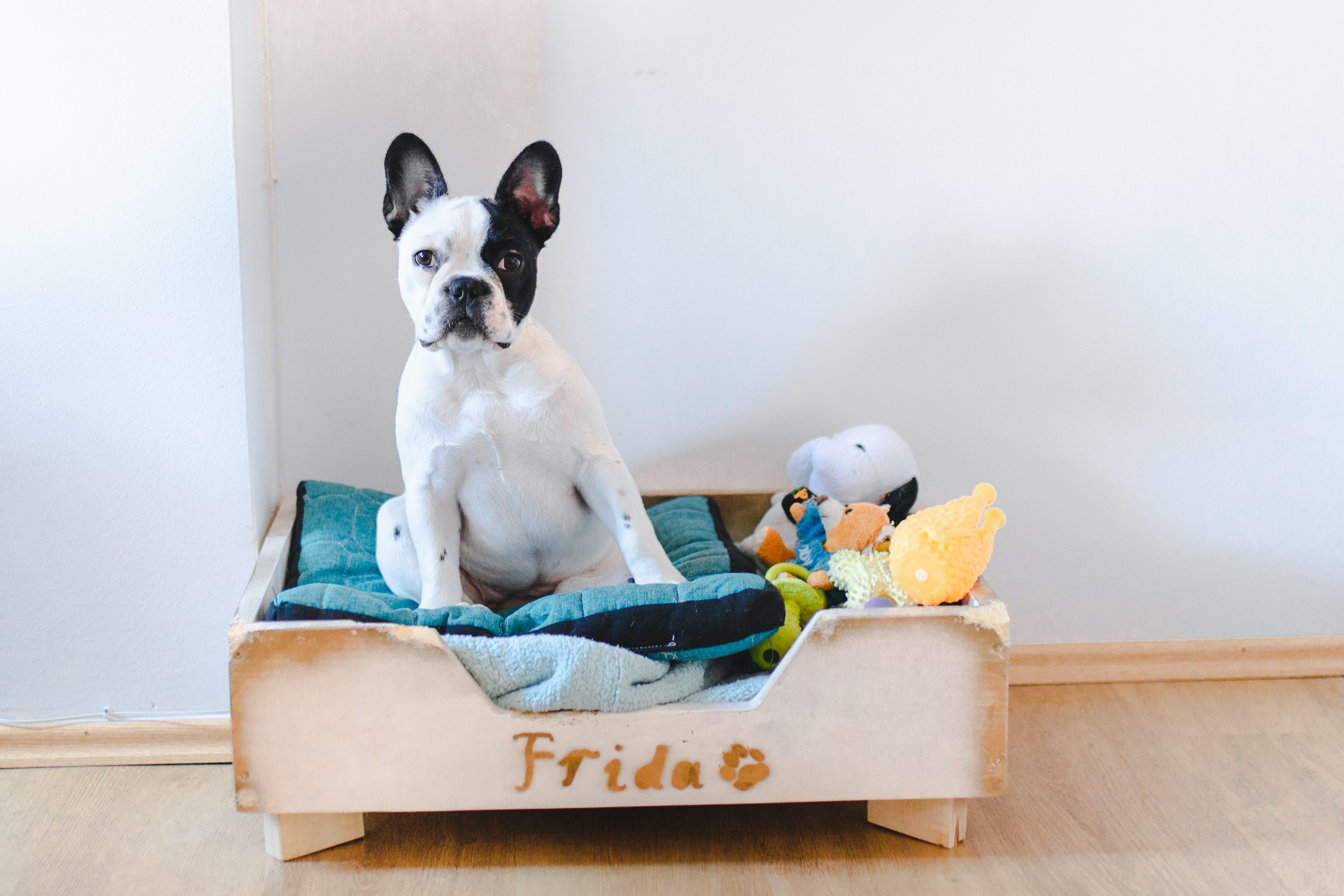 French bulldog in bed