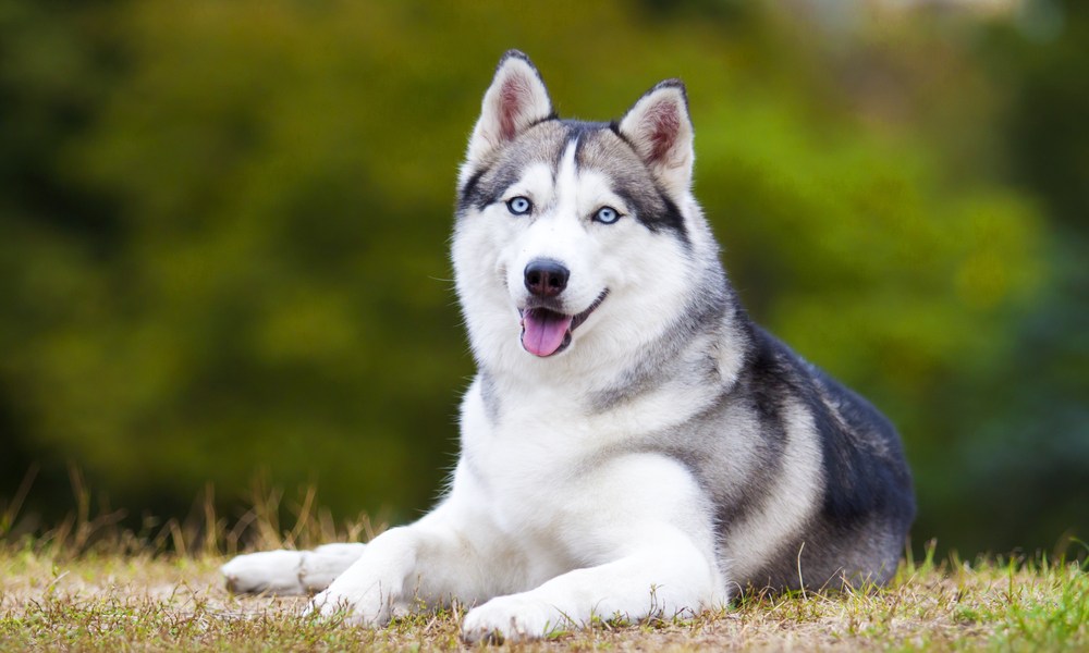 A Siberian husky lying outdoors in the grass