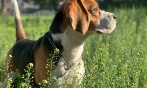 beagle in tall green grass