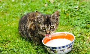 Older kitten in a yard drinking out of a bowl of milk