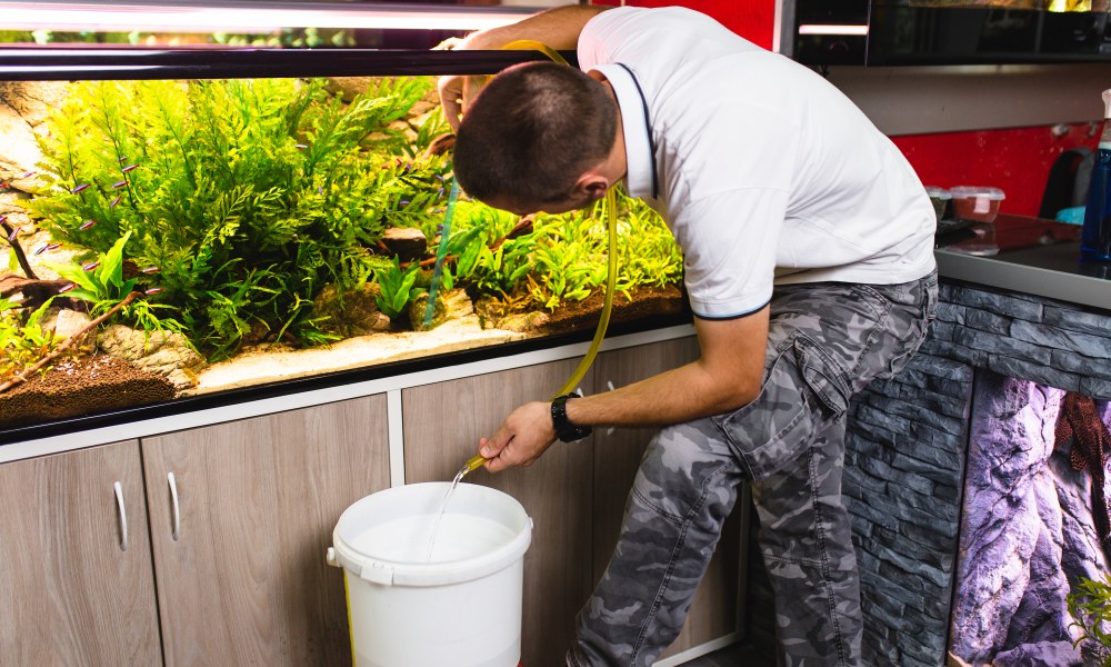 Man performs a water change in his aquarium by syphoning