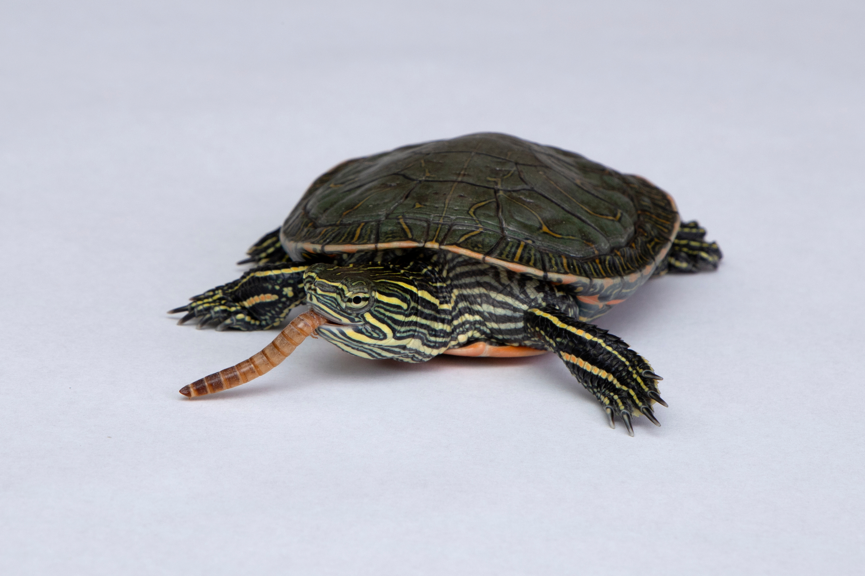 Small painted hot sale turtle