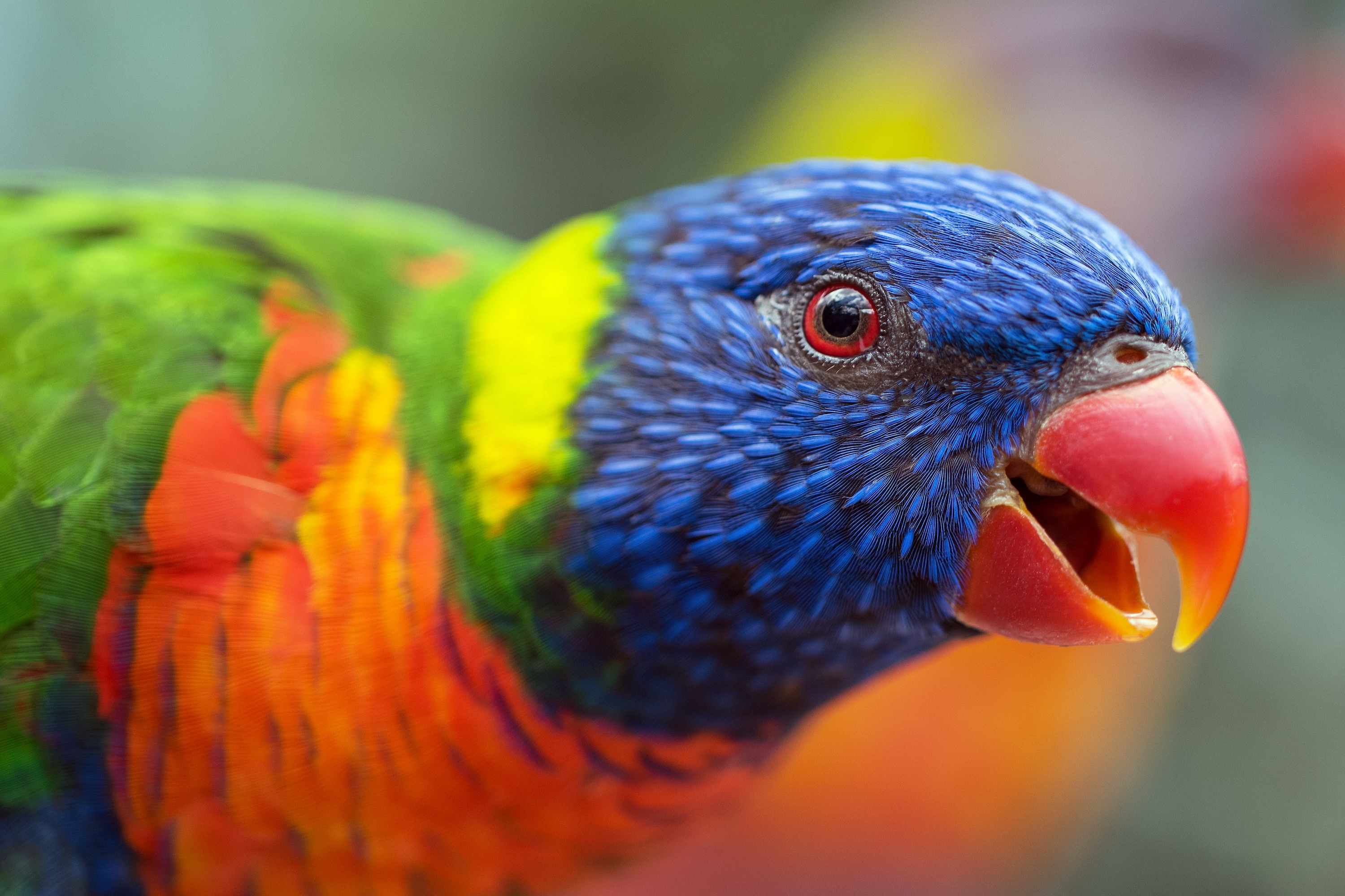 Parrot chirps in direction of camera