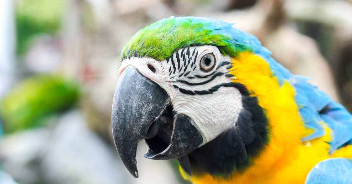 Here Are The Phrases You Should Teach Your Bird | PawTracks