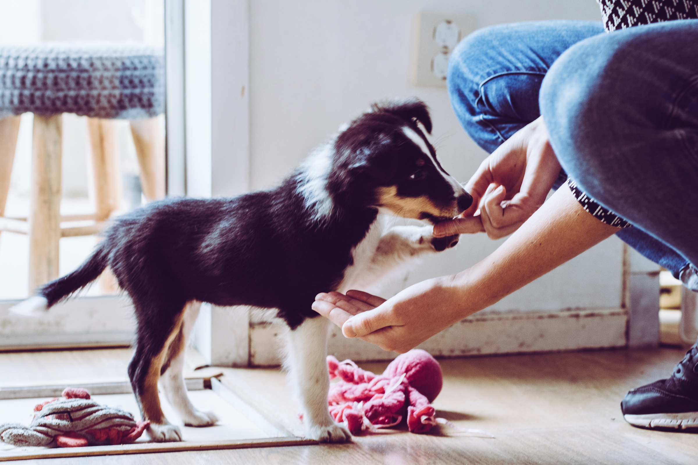 Dog training 101 — How to set realistic goals and where to get