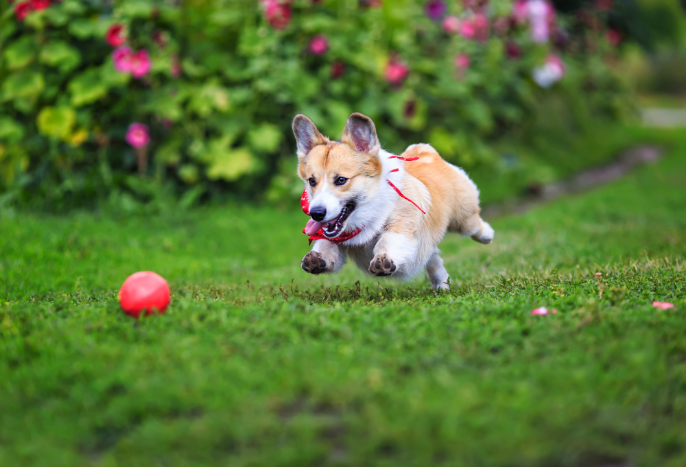 best toys for corgis