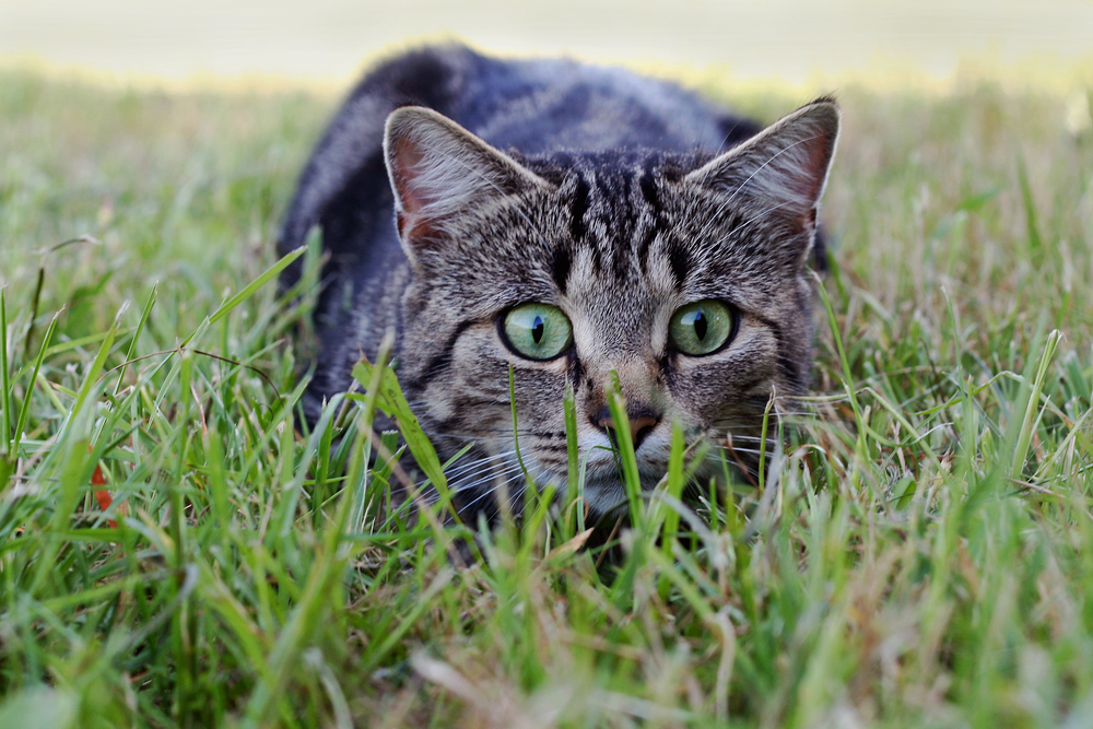 how-to-deal-when-your-cat-brings-you-dead-animals-pawtracks