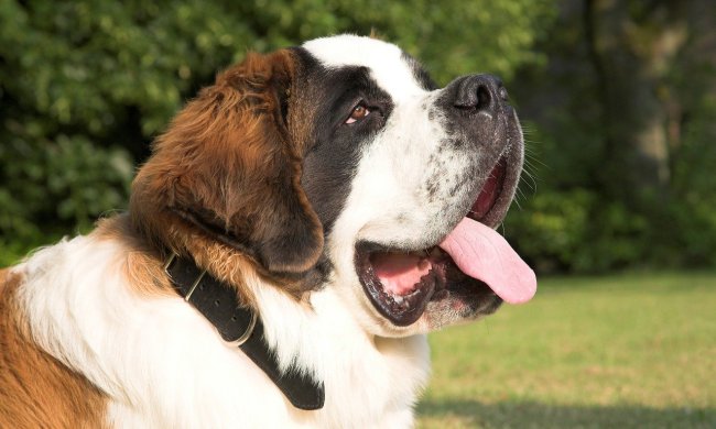 Side profile of a St. Bernard smiling while standing outdoors.