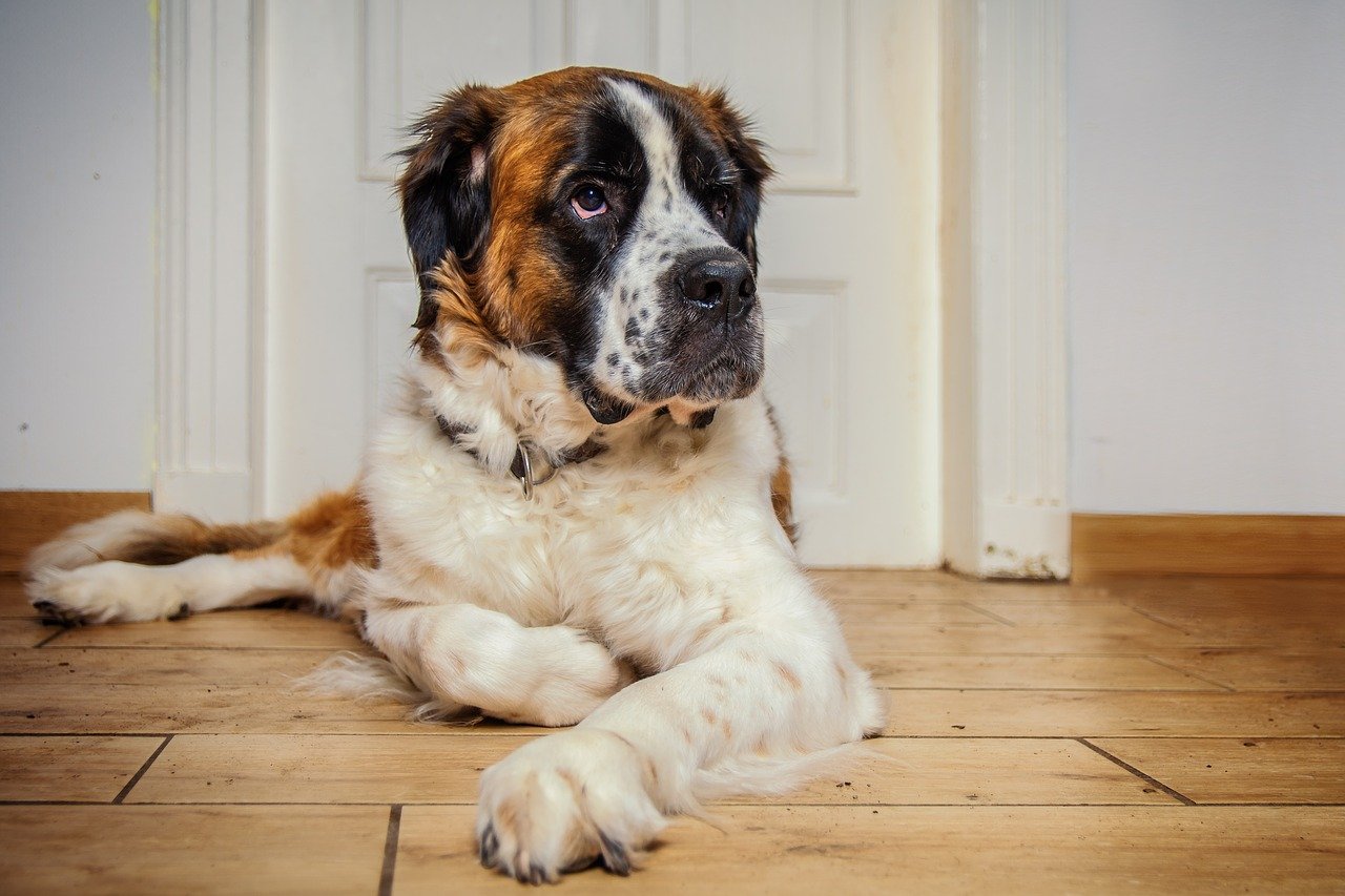 does the saint bernard bark a lot