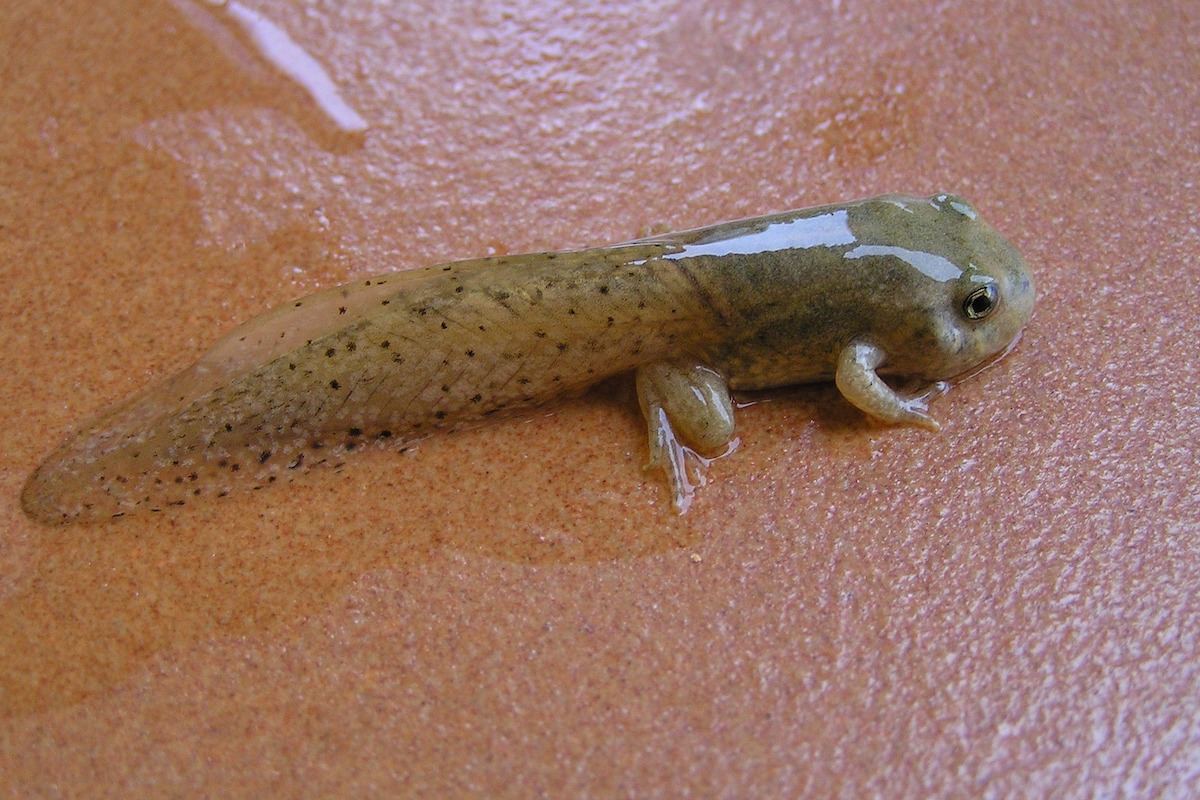 Tadpole food hotsell pets at home