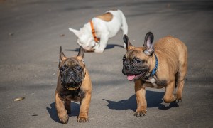 Three Frenchies hanging out together.