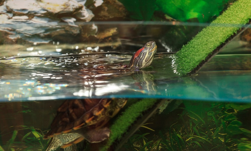 Turtle pokes head out of the water from inside a tank