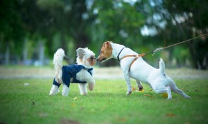 socialize your dog two little meeting in park