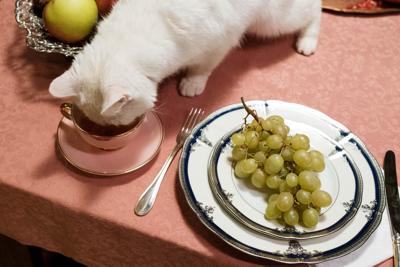 Are grapes bad for clearance cats