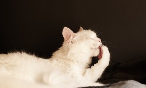 White cat grooming himself against a black background