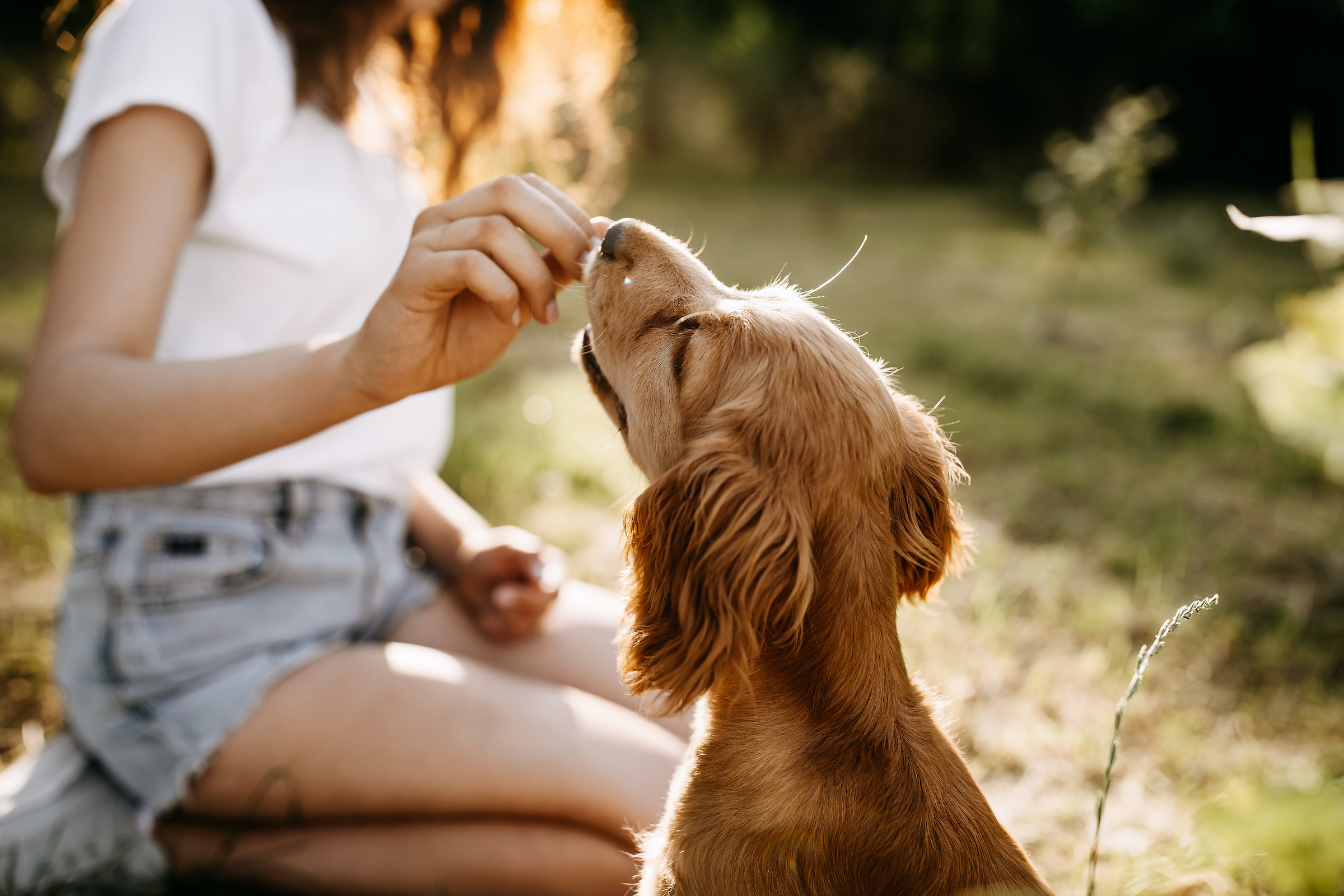 Diabetic friendly hotsell dog treats