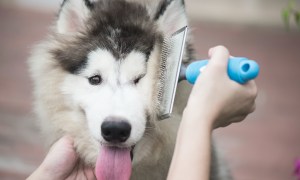 someone brushes the fur of an Alaskan Malamute