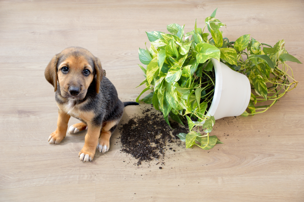 is peat moss safe for dogs