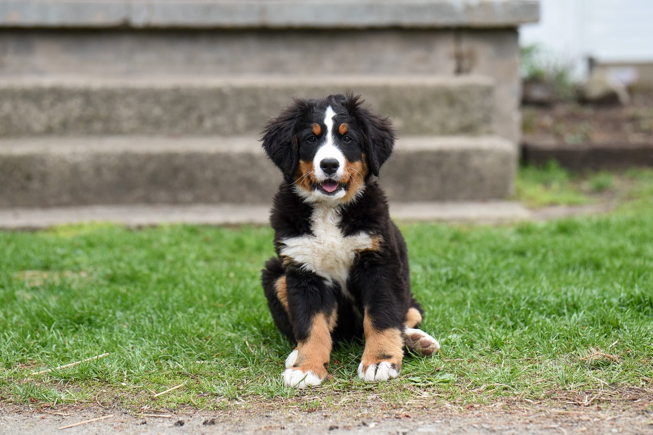 Bernese mountain 2024 dog allergies