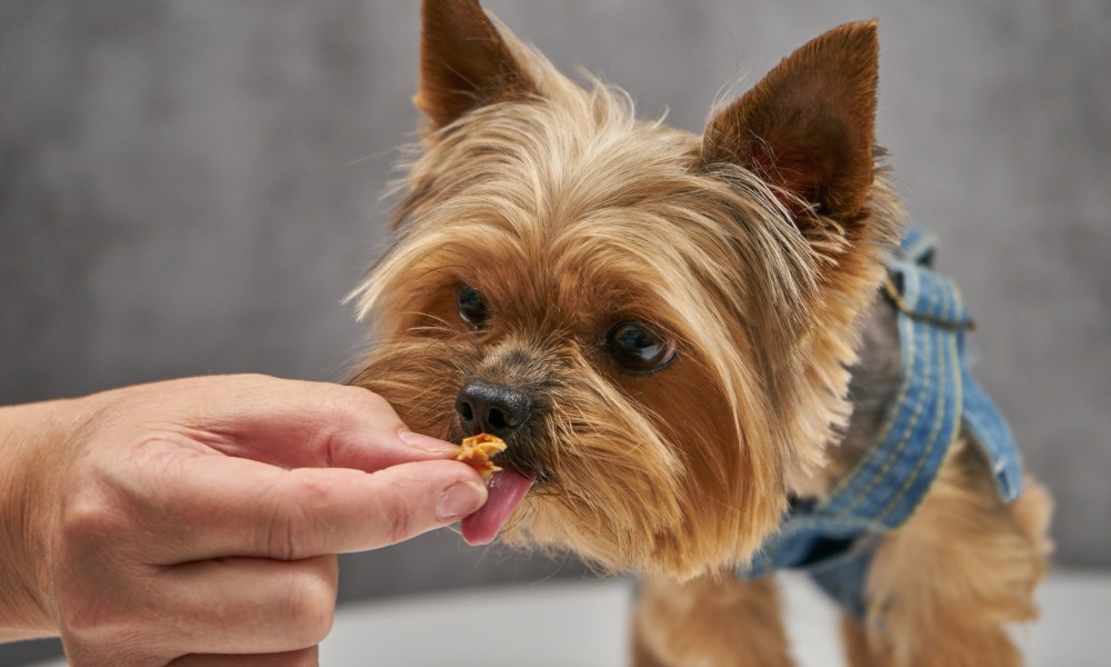 A yorkie eats a treat from his human