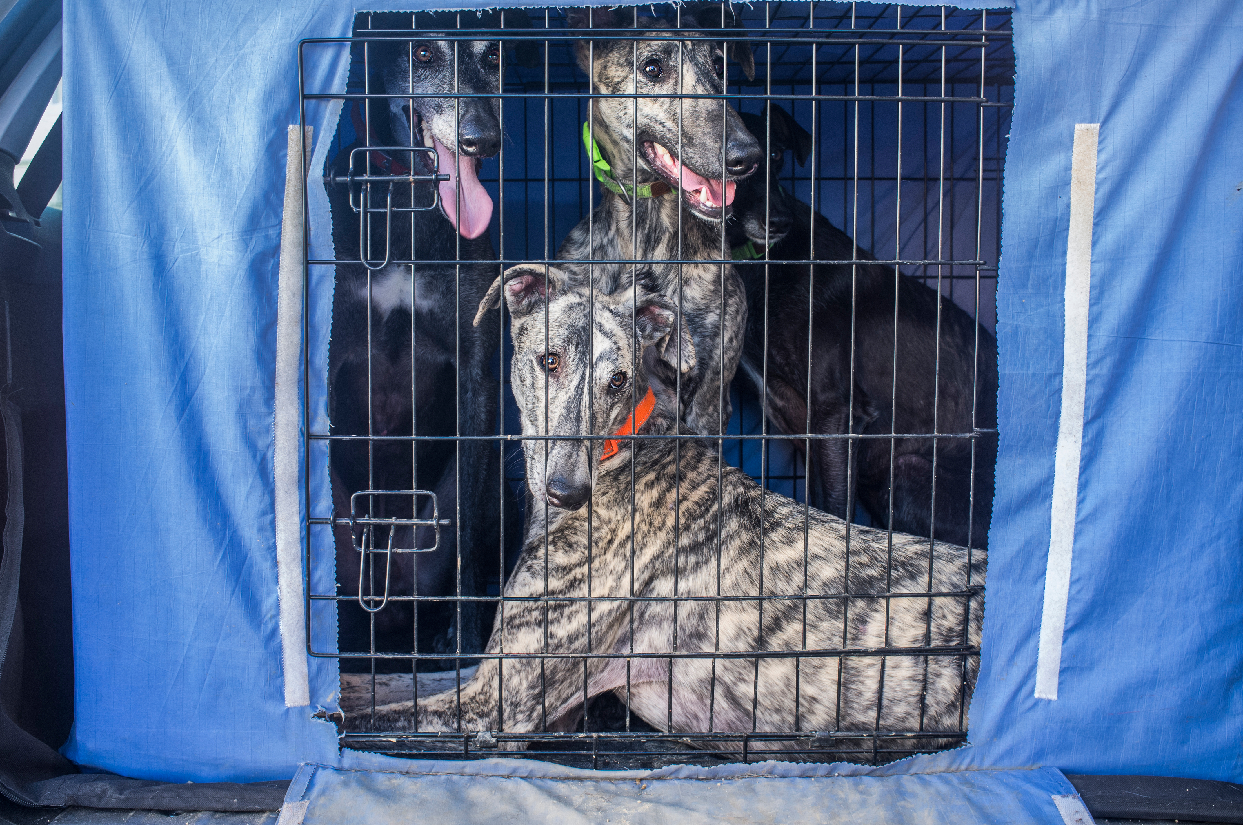 How To Stop a Dog From Peeing in the Crate PawTracks