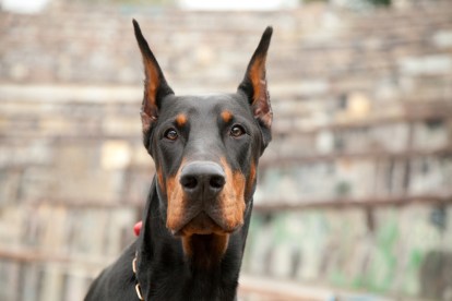 7 Best Guard Dogs for Personal Protection | PawTracks