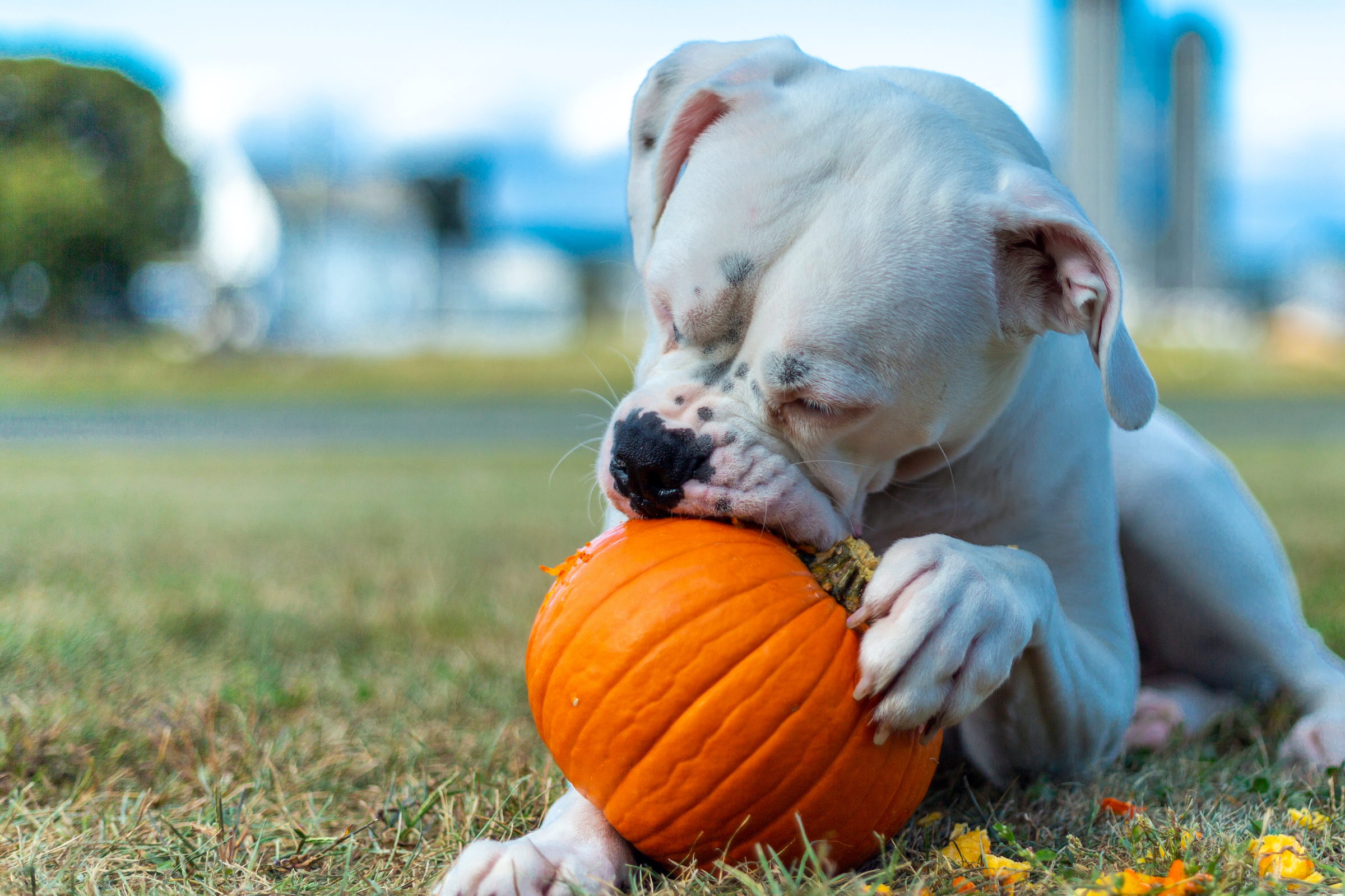 Can dogs eat pumpkin Here s what to know PawTracks