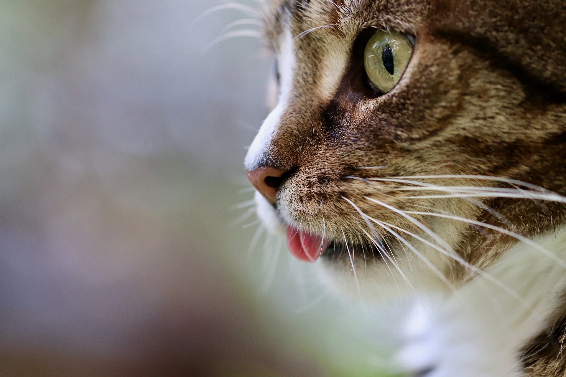 Cat sticking tongue out 2024 sick