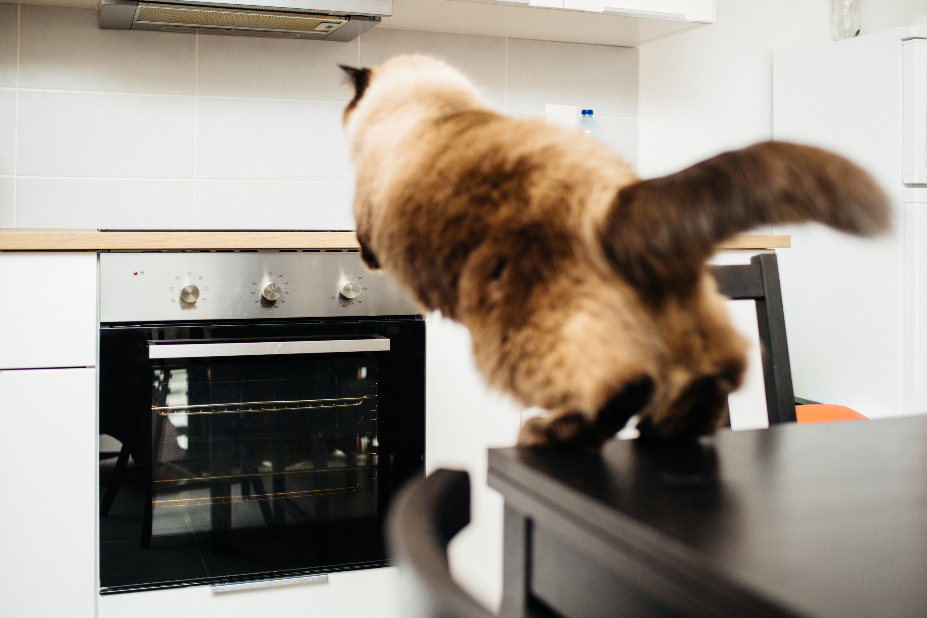 how-to-keep-cats-off-of-counters-armstrong-cosertrut