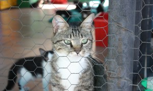 Cat inside of a large kennel