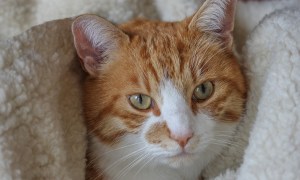 Cat wrapped in fleece blanket.