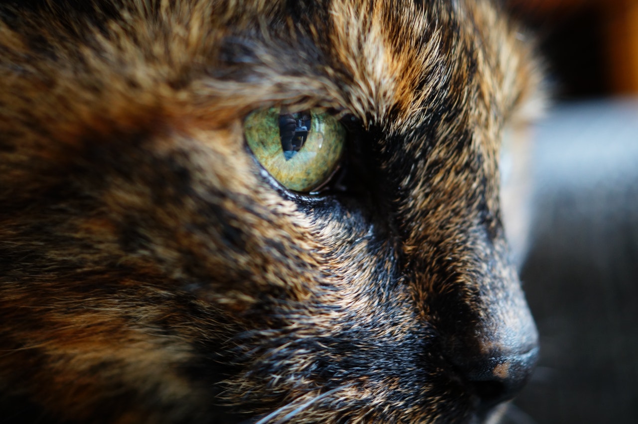 tortoise shell cat eye