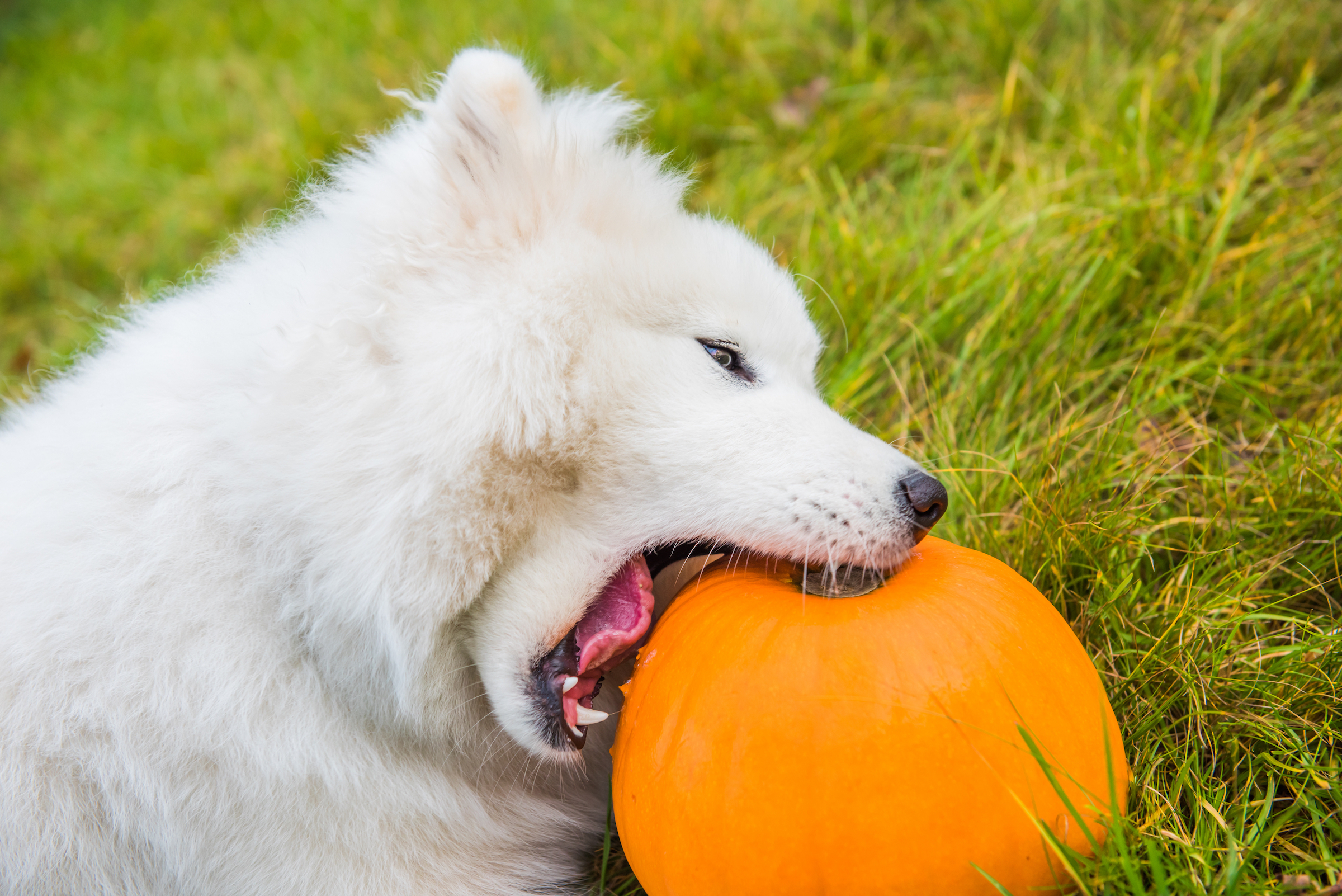 is too much pumpkin bad for dogs