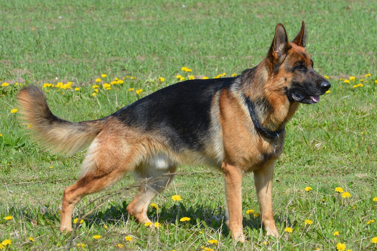 German shepherd dog in field