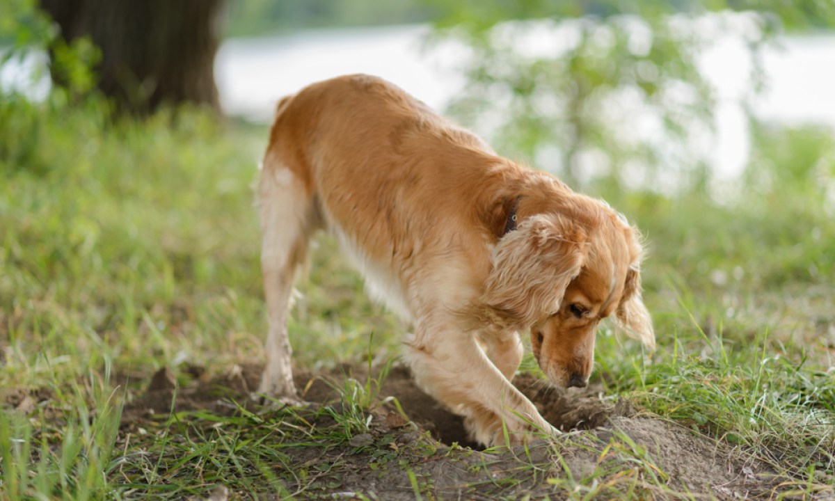 A golden retriever digging a hole in a yard