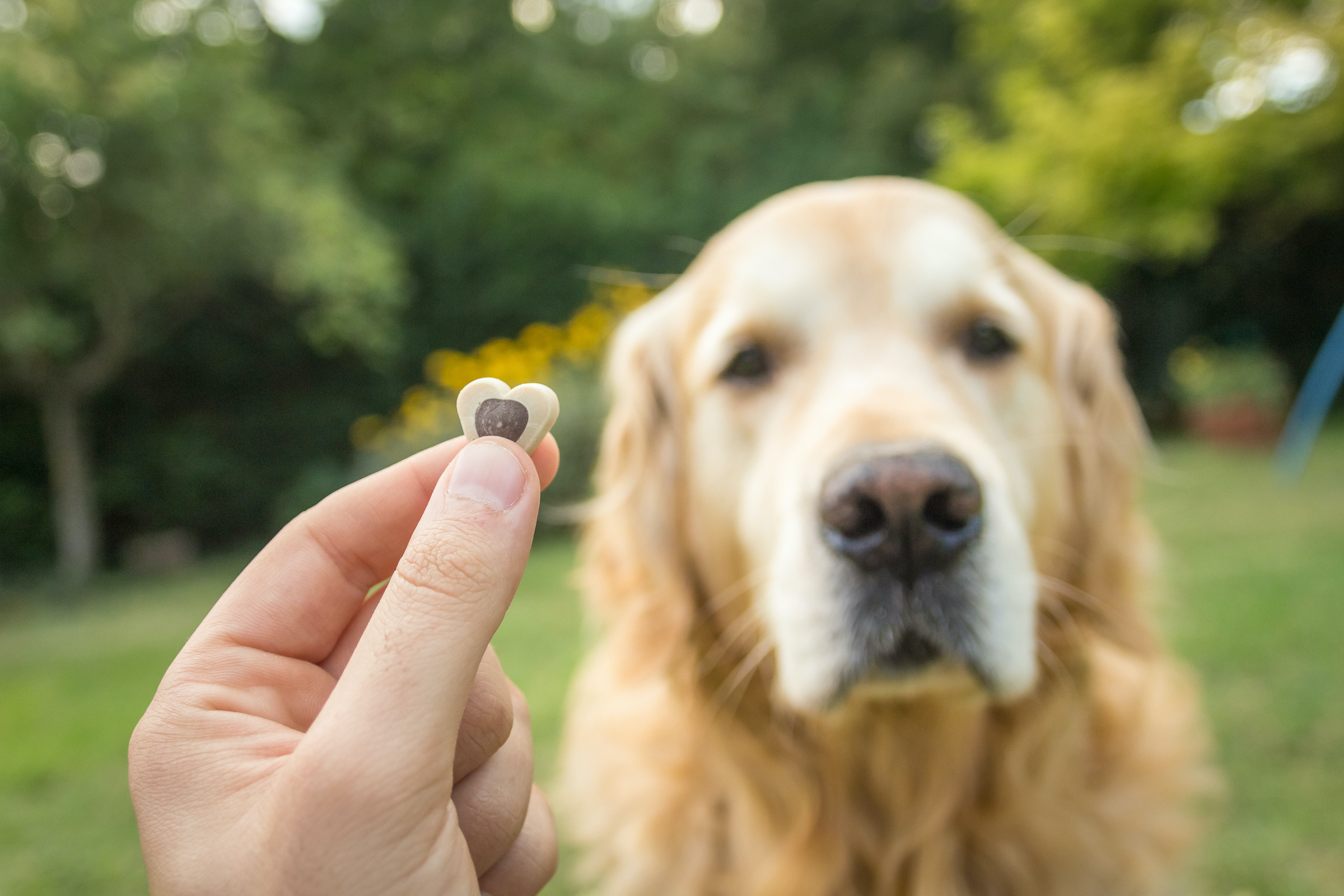 best treats for older dogs