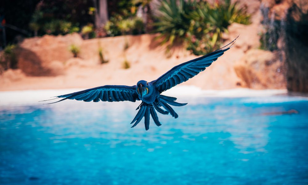 Hyacinth macaw flies over a blue pool