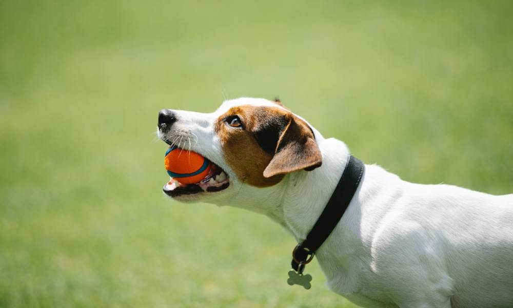 A Jack Russell terrier stands in a park with an orange tennis ball