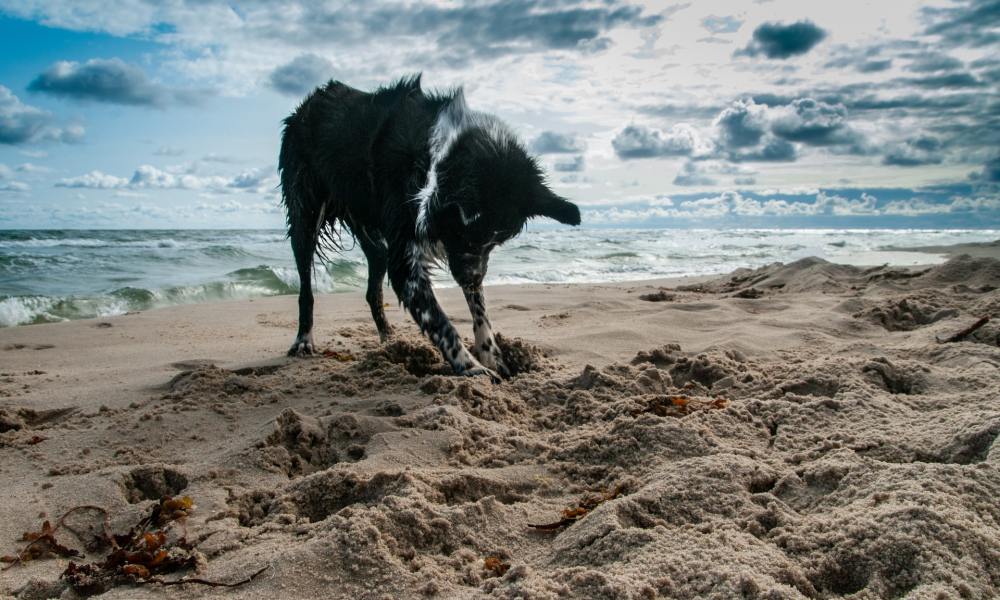 Black dog digging in the sand