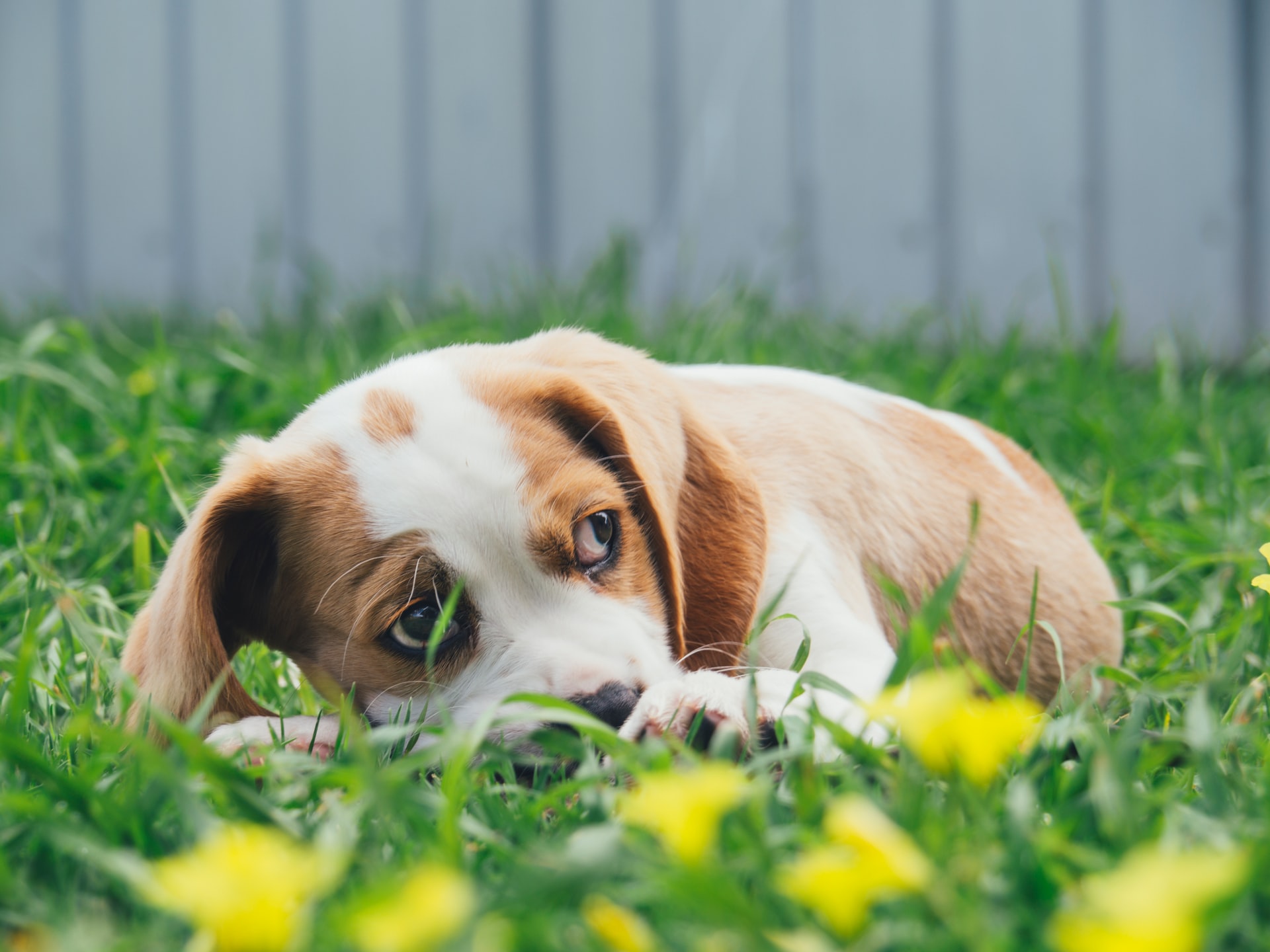 House training a outlet beagle