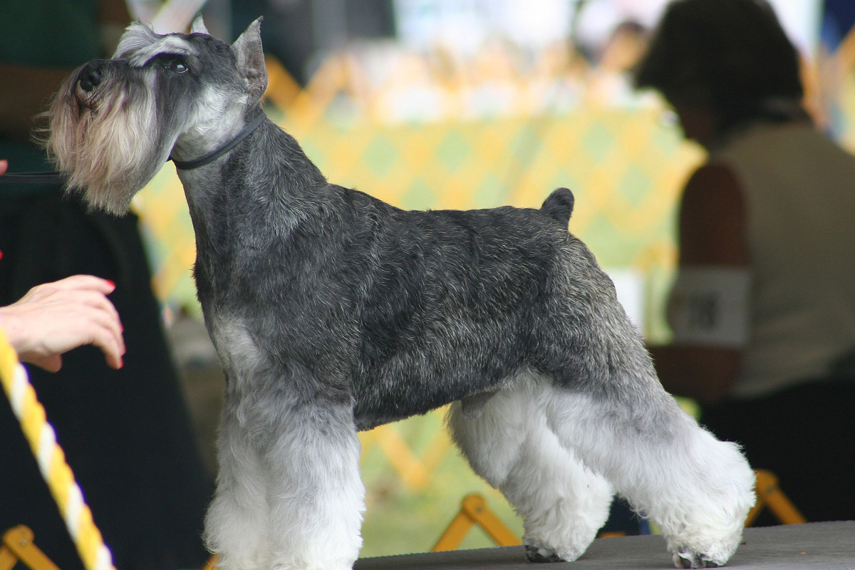 Miniature store schnauzer cataracts