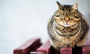 An obese tabby cat perched on a red wooden table