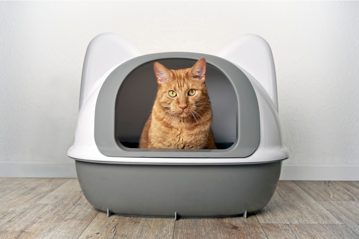 Can i use one litter outlet box for two cats