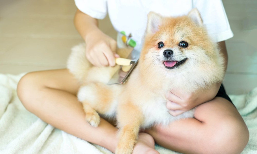 a Pomeranian sits on a woman's lap and gets brushed